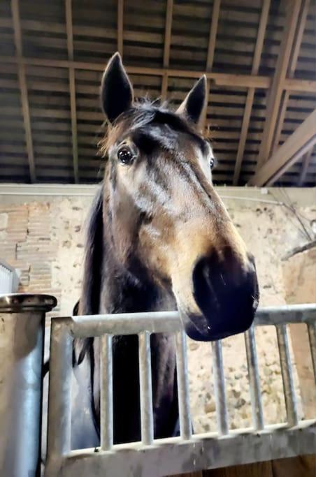 Gite Au Haras D'Agathe Et Ses Princes Les Barils 外观 照片