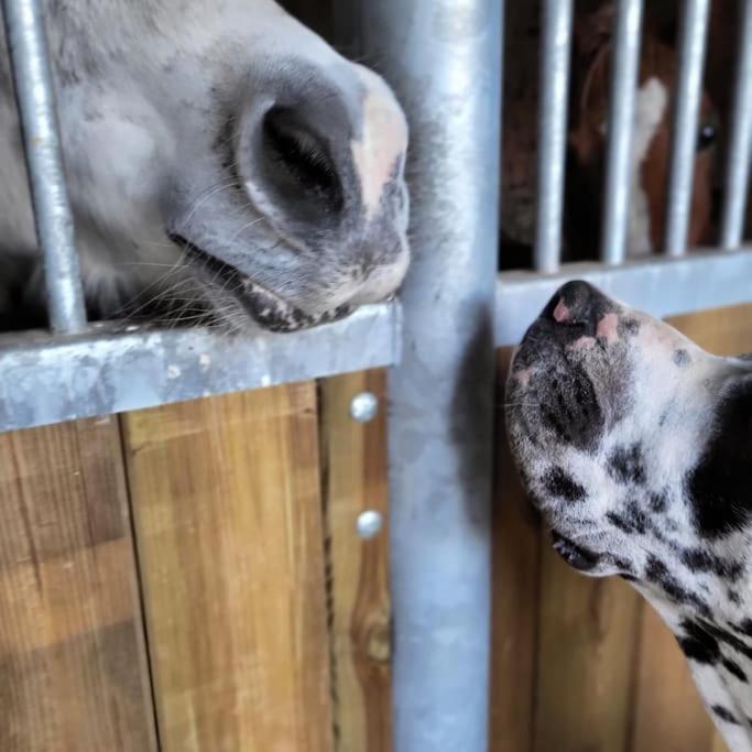 Gite Au Haras D'Agathe Et Ses Princes Les Barils 外观 照片