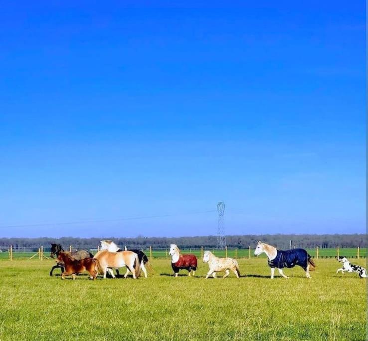 Gite Au Haras D'Agathe Et Ses Princes Les Barils 外观 照片